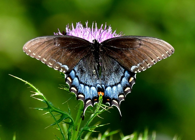 Papilio Troilus