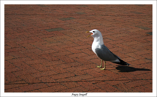 Angry seagull