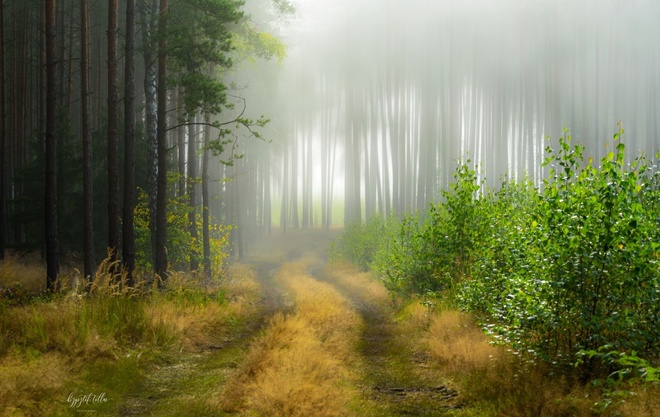 Leśna droga w porannej mgle