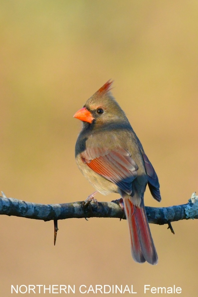Northern Cardinal  Female