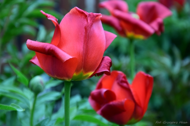 Gdy zobaczysz tulipany, wspomnij czas wiosenny zakochany ,,,