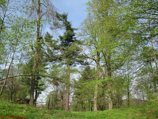 Park leśny z końca miesiąca kwiecień i początku maja