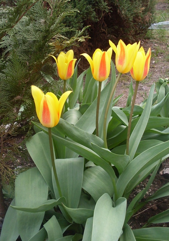 Ż&oacute;łte tulipany