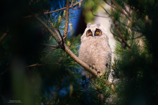 Młoda Uszatka, Long-eared Owl (Asio otus) ... 2019r
