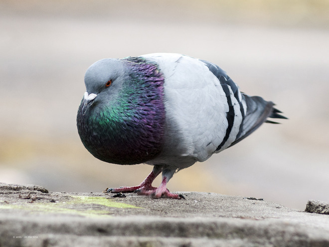 His Majesty - Pigeon