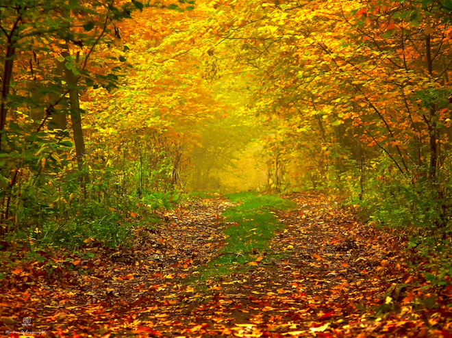 Autumn Road _ Swiat obrazu