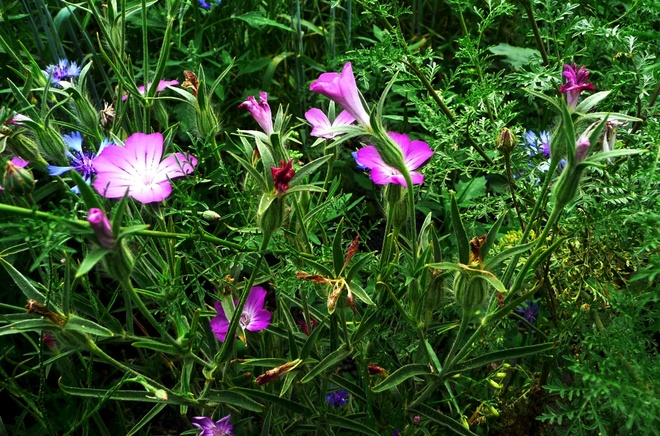 Kwiaty polne-Kąkol polny
