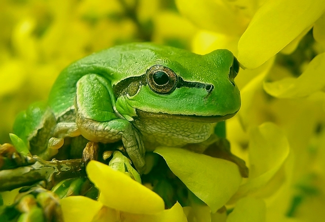 żabka