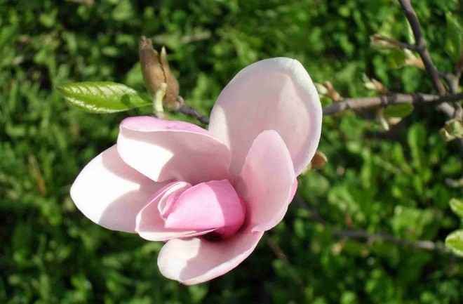 Moja magnolia