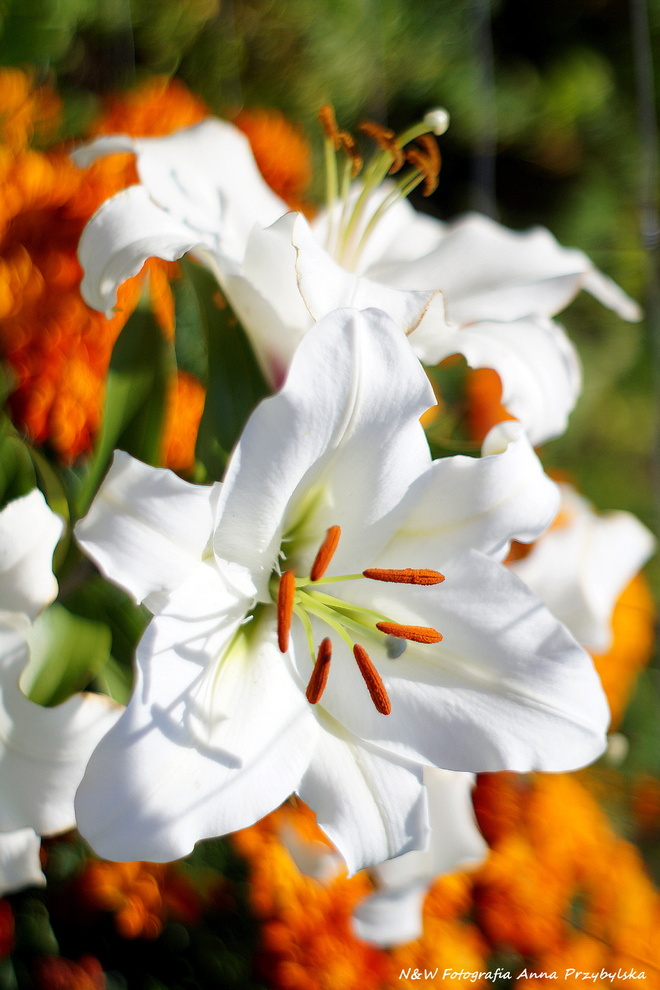 * lilia biała (Lilium candidum L.)