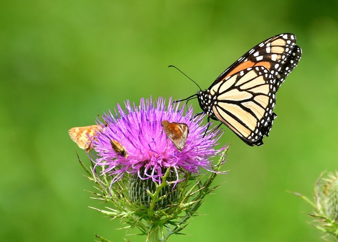 Monarcha - motyl wedrowniczek