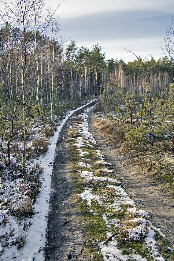 drogą przez las