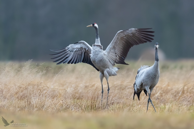Taniec - Żurawie, Common Crane (Grus grus) ... 2020r