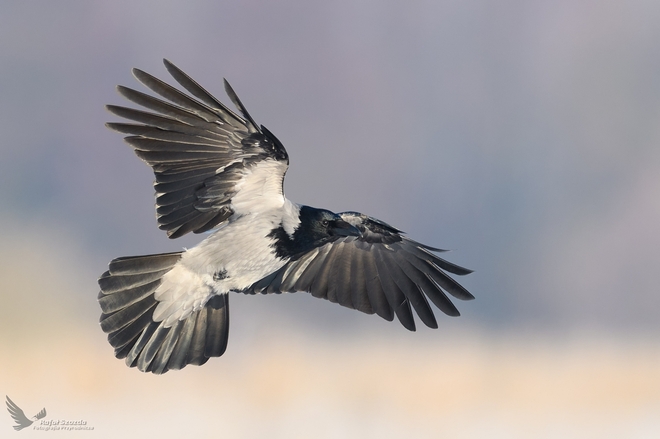 Wrona siwa, Hooded Crow (Corvus cornix) ... 2019r