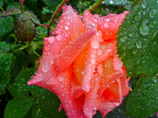 Róża w deszczu kroplach skąpana