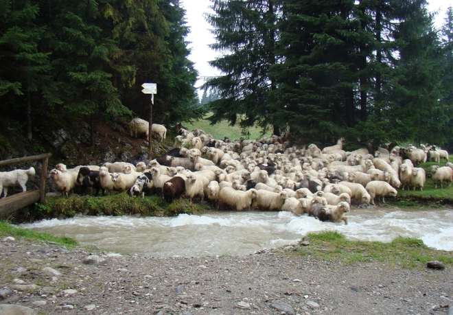 Spęd owiec w Dolinie Lejowej - 8.09.2007r