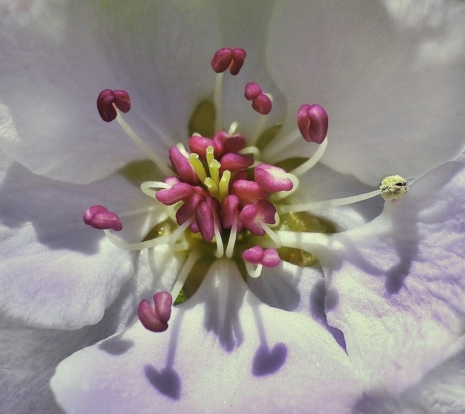 anatomia kwiatu gruszy
