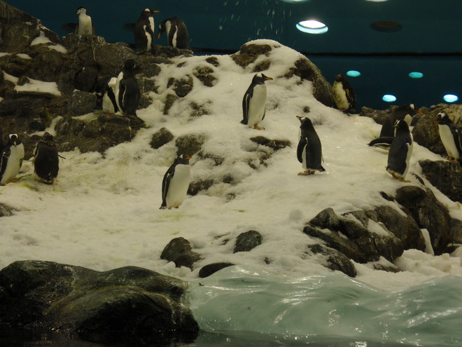 pingwiny na (nie)madagaskarze