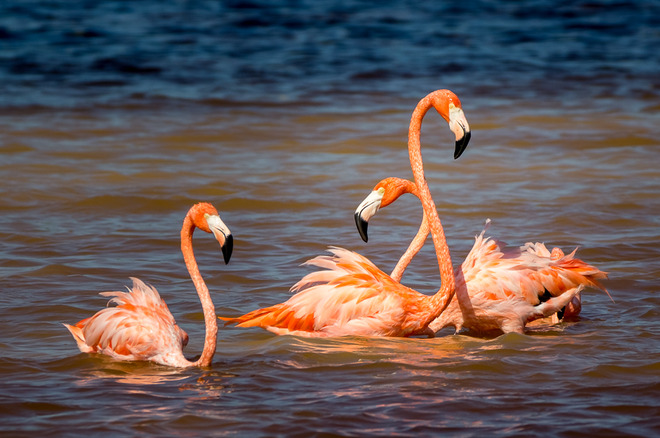 ...flamingi...