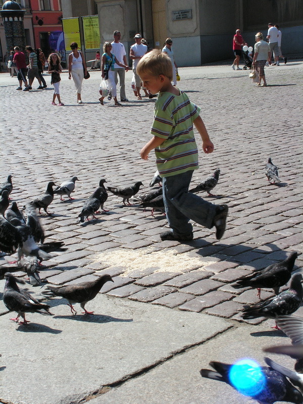 Chłopczyk między gołębiami
