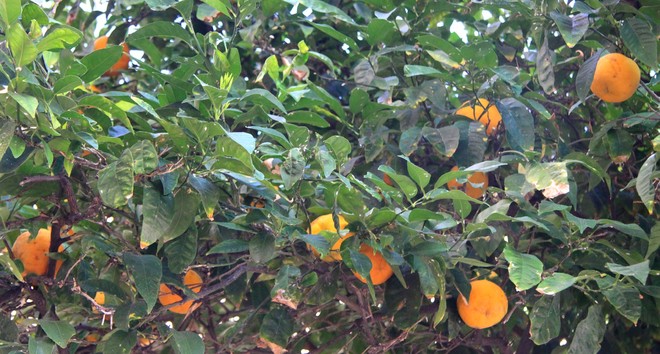 Pomarańcze1