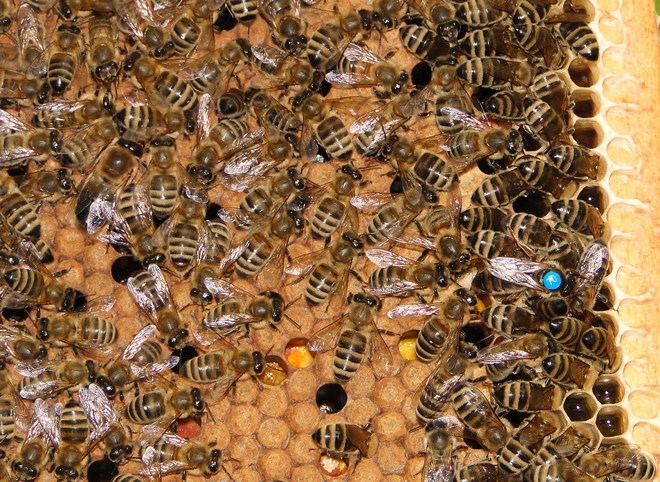 pszczoły