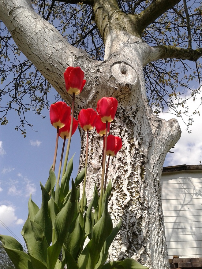 Wiosna w tulipany zaklęta.