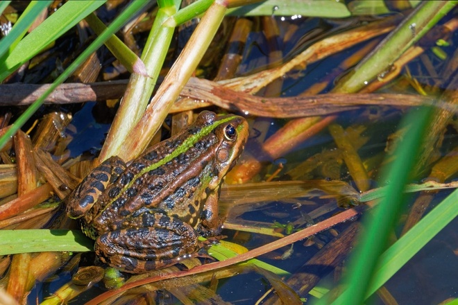 żaba moczarowa