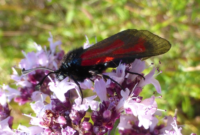 Motyl kraśnik purpuraczek [k.biedrzeniowiec]