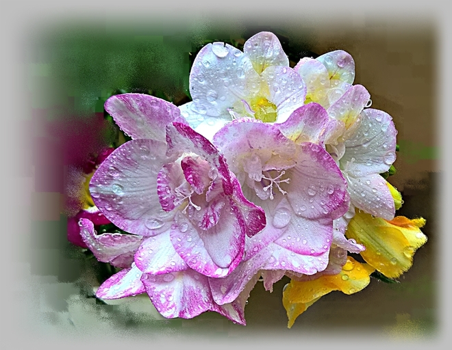 Dzisiejsze wiosenne kwiatuszki)))