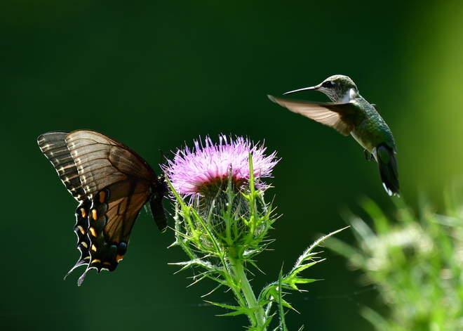 Papilio Troilus i koliber
