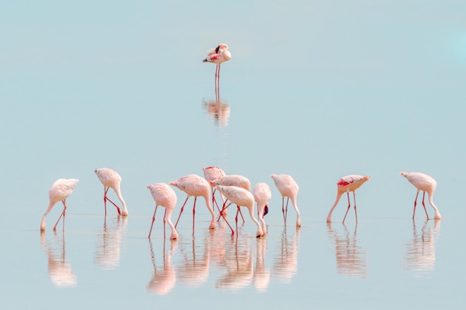 Dlaczego flamingi są r&oacute;żowe?