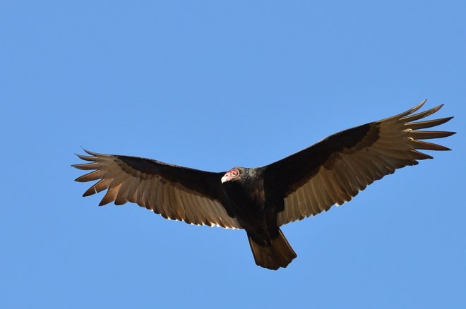 Turkey Vulture (2)