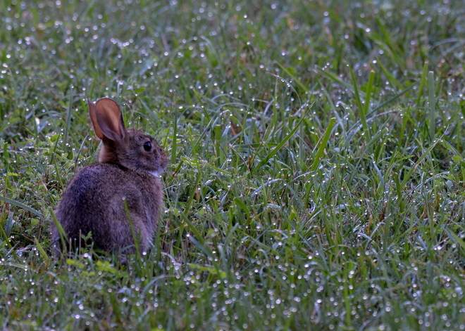 Rabbit o poranku (2)