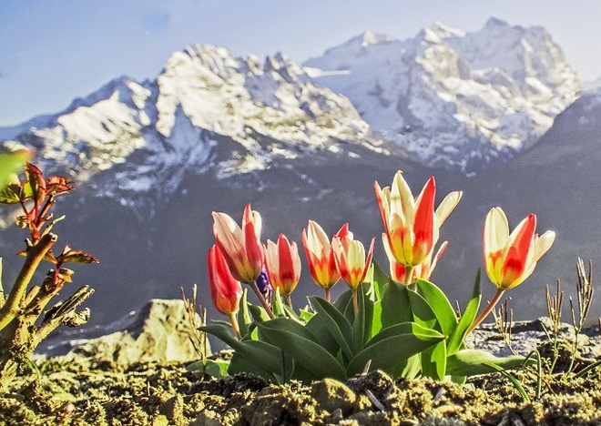 Wiosna w Alpach.