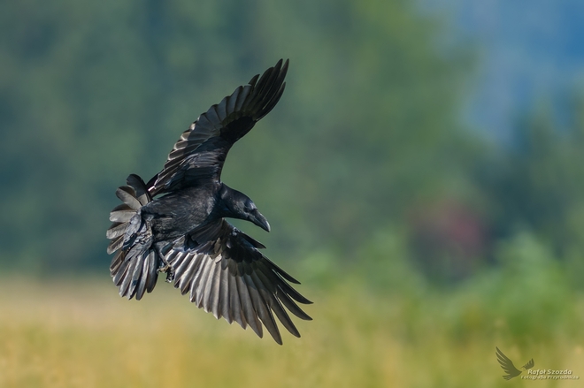 Kruk, Common Raven (Corvus corax) ... 2017r 