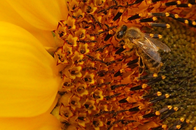 Pszczoła pośr&oacute;d słonecznik&oacute;w