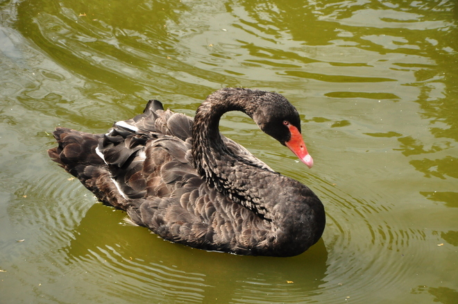 Black swan (5)