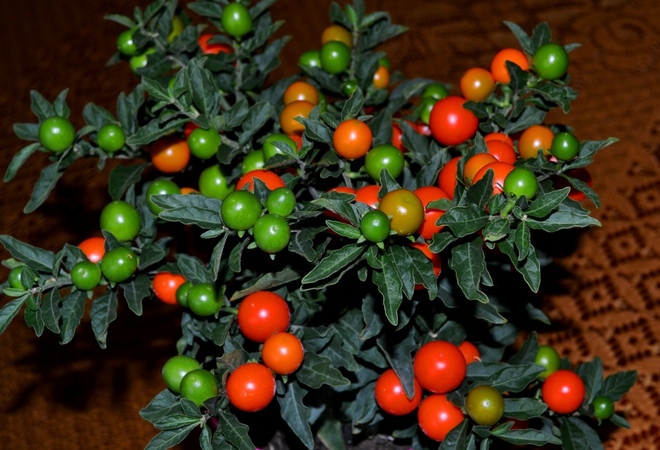 Solanum-psianka doniczkowa