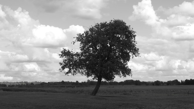 Drzewo pośr&oacute;d łąk