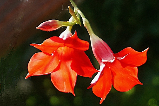 Działkowa orchidea