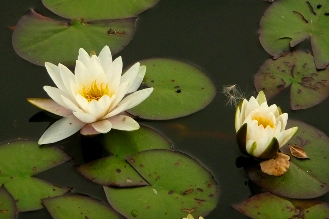 Kwiaty polne-Grzybień biały [lilia wodna]
