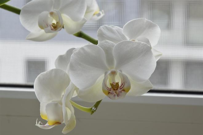 orchidea04