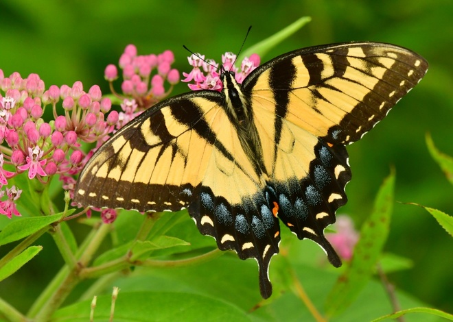 Papilio glaucus - female.j