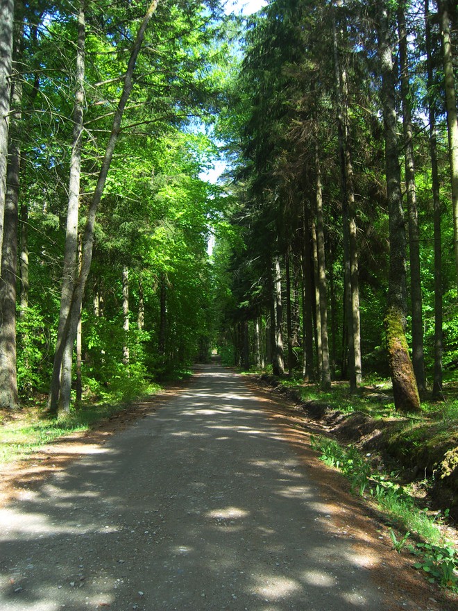 Droga leśna