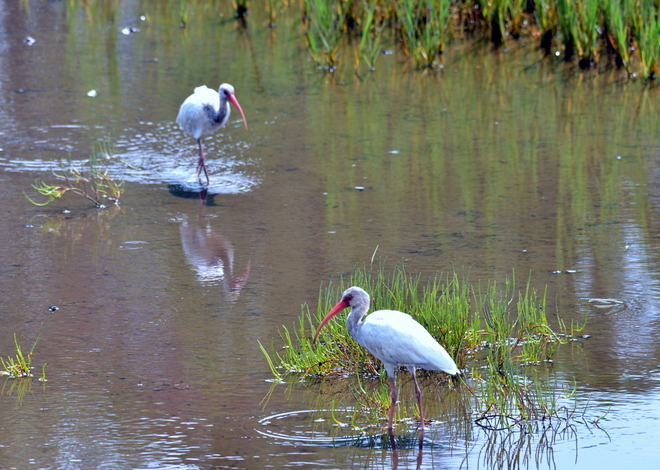 American white ibis (3)