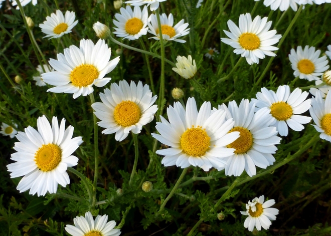 Kwiaty polne-Rumian polny