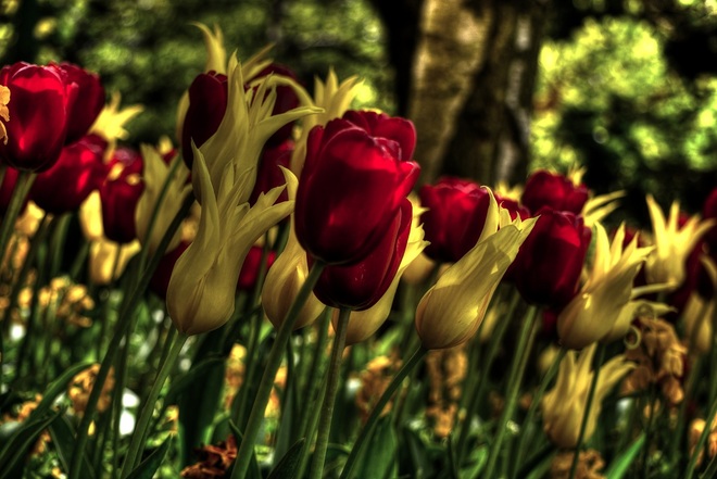 tulipanowy ogr&oacute;d