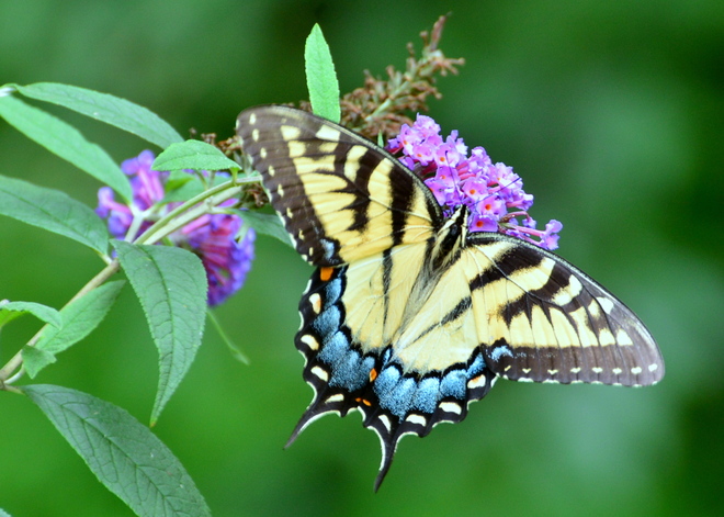 Papilio Glaucus - female