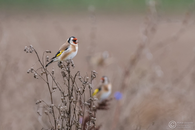 Szczygieł, European Goldfinch (Carduelis carduelis) ... 2016r - środowiskowo